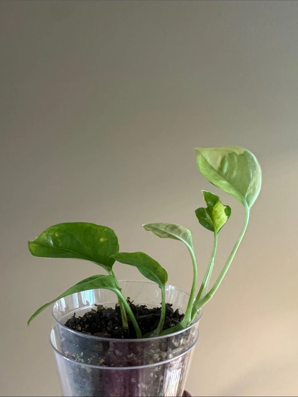 N/A rooted golden